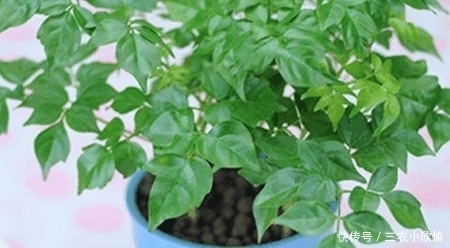 幸福树的冬季养护很简单, 注意这几点就能避免黄叶, 保持叶片常绿