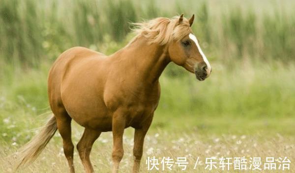 乘风破浪|属马的人生在几月，下半年乘风破浪，锦鲤翻身，事业顺风顺水