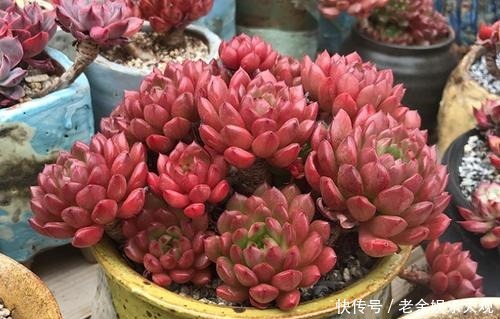 养盆多肉红宝石,不仅生长快易群生,更容易逆袭长成肉墩子!