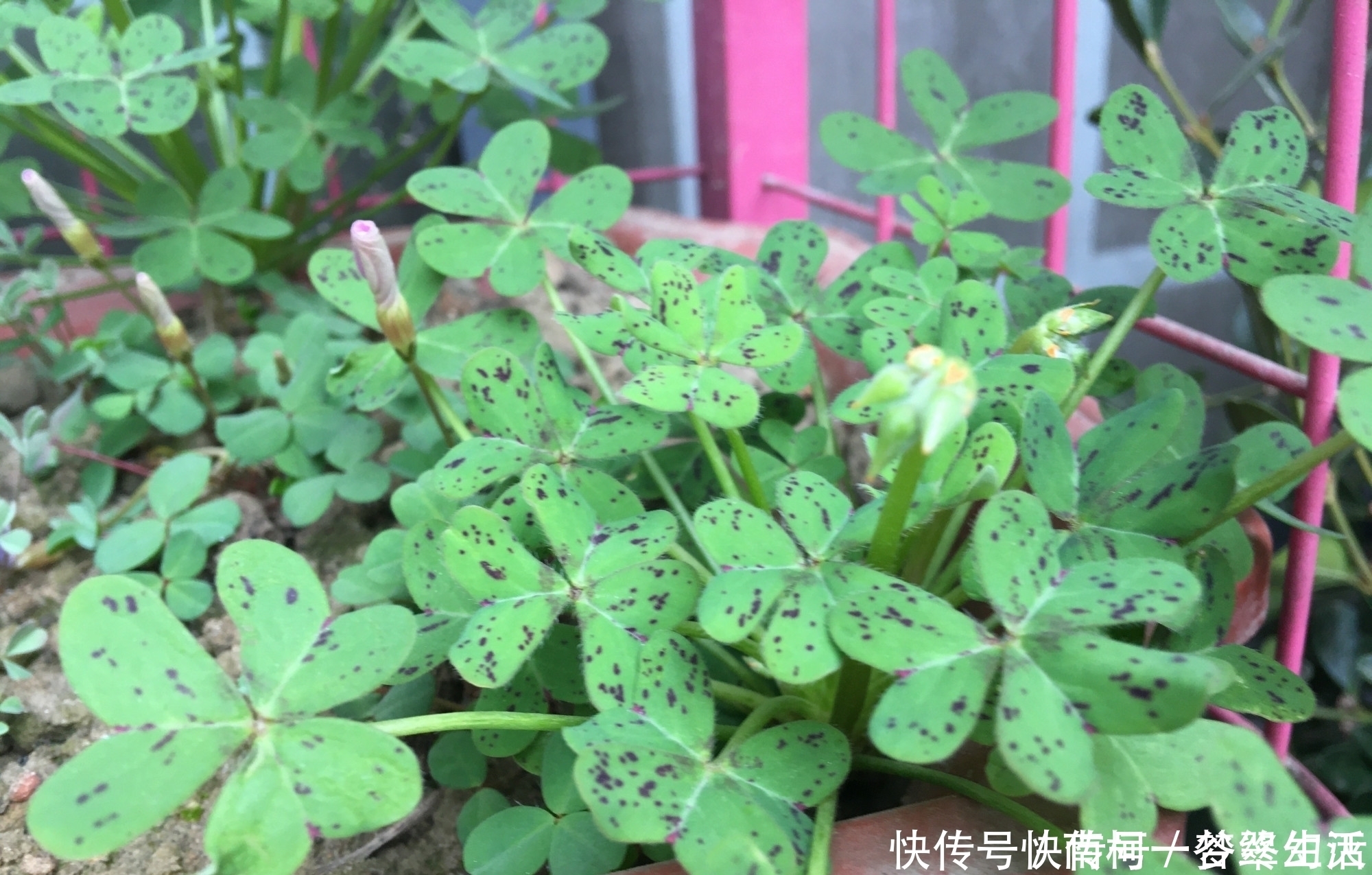 黄麻子|三种花非常顽强皮实,种哪长哪,生长开花不停