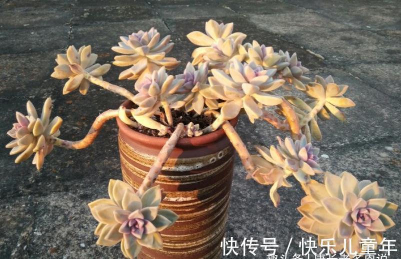 栽种多肉先放土还是“肉”?貌似很简单的问题,但却有很多小技巧