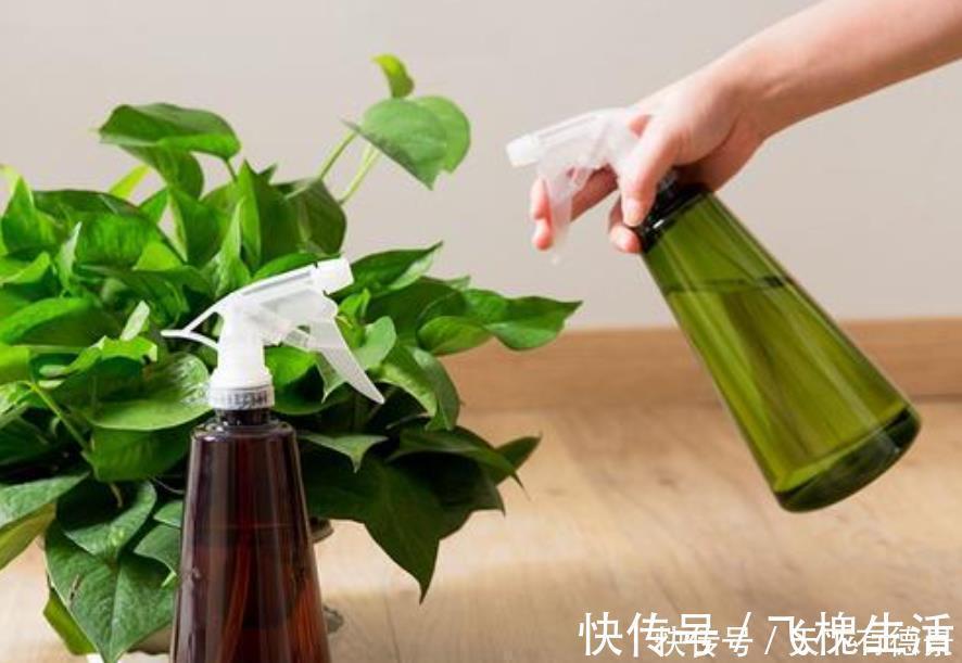 肥料|室内养花“3种水”可以喷,让植物叶子油绿不发黄,其他的不要用