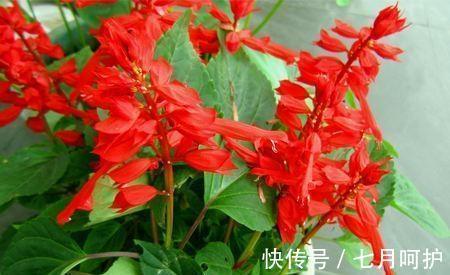 农历十一月大雪过后,养什么花?家里养3种花,健康长寿吉祥如意