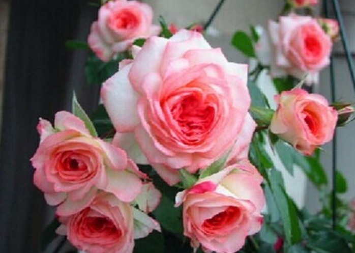 喜欢菊花，不如养盆“精品玫瑰”可爱多，开花丰满，高贵典雅