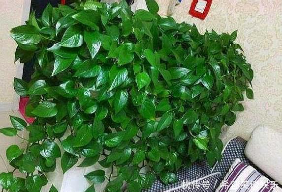 养绿萝，别忘加点这种“料”，叶片不黄，新芽猛窜，一个月就爆盆