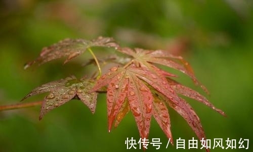曲婉@李商隐感怀秋雨绵绵，抒写了一首名作，短短四句话，却值得细读