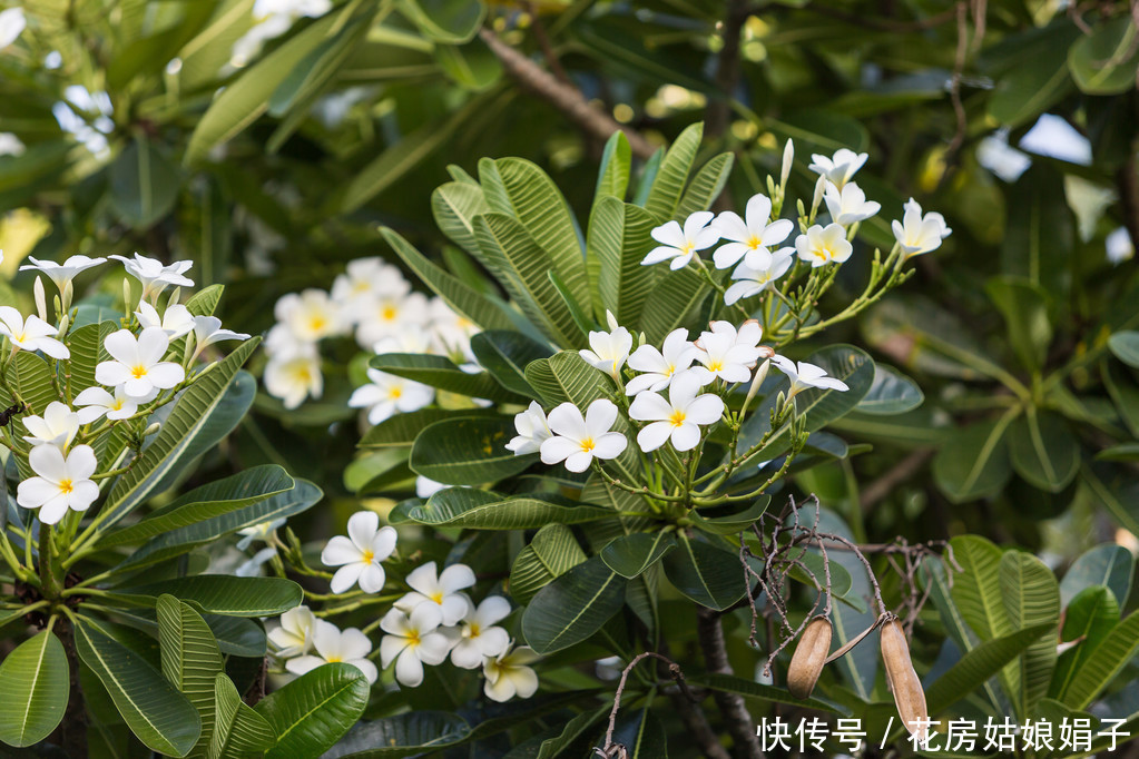 它浑身多是宝,观赏食用两不误,鸡蛋花盆栽养殖技术解析