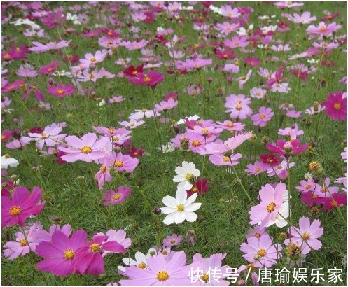 最简单易活的六种花，几个月照顾一次，都能爆盆