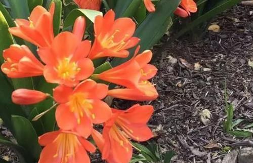 君子兰|养君子兰、长寿花,盆里撒点“万能肥”,新芽猛长,呼呼开花!