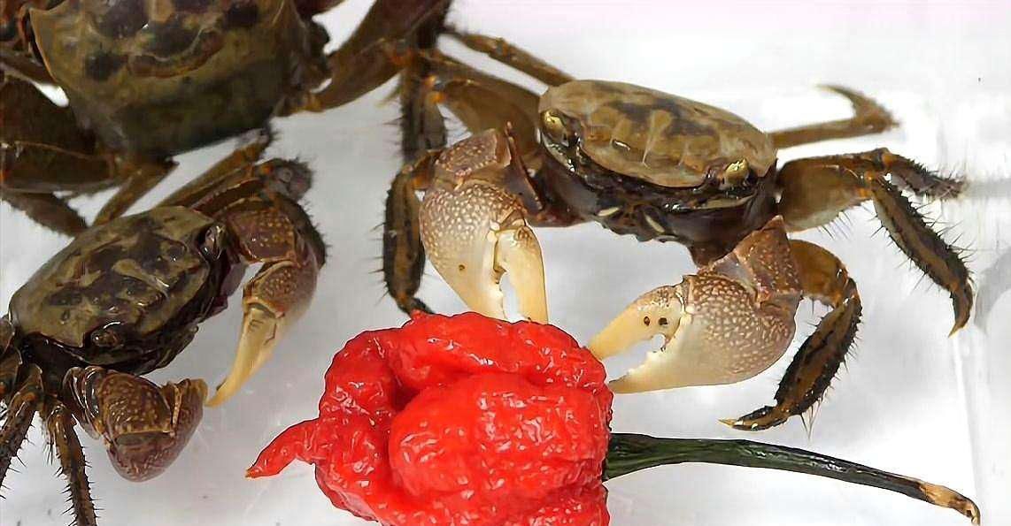 简直|“魔鬼辣椒”到底有多辣?看看螃蟹的下场,简直不敢相信