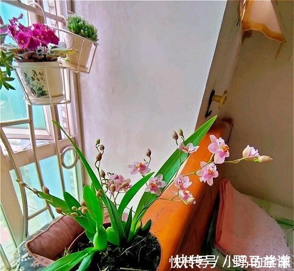 盆栽|谁说室内养不好花这12种一养就开花,还特漂亮,喜欢养花别错过!