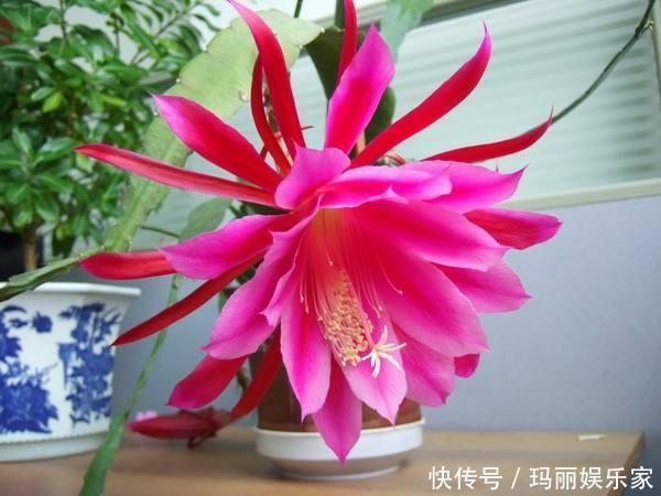 下头|一棵仙人掌，开出“大荷花”，插一根枝条，上头下头都“冒根”