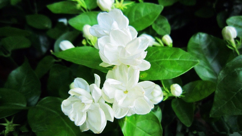 此花是纯洁的花,一朵朵白色的小花却能散发出浓郁的香气