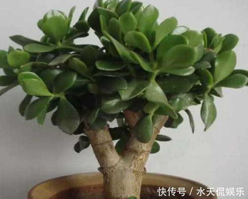 花盆|多肉玉树如何换盆教你3个小步骤,换盆后玉树越长越旺盛