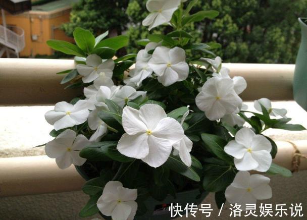 鸡蛋全身是宝将它们分开用作养花，可让盆栽枝繁叶茂、多开花