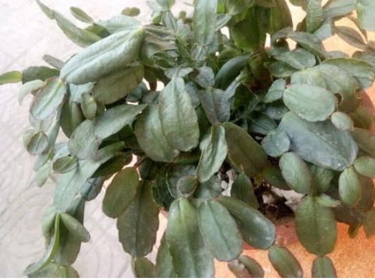 想让“蟹爪兰”开花不断,现在就做好“4点”,秋天一次开爆盆!