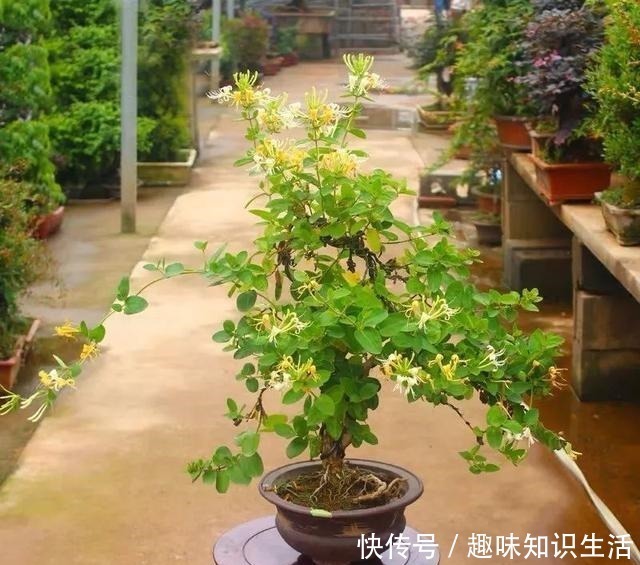 肥沃|人养花、花也养人，医生喜欢养的八种花，家里养一盆，清雅又健康！