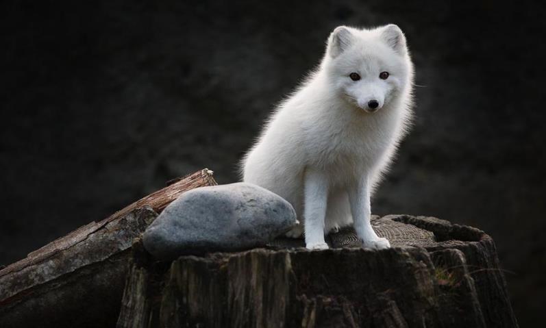 相逢行|2000多年前一单身汉在河边散步，被寡妇看中，成就流传至今的妙诗