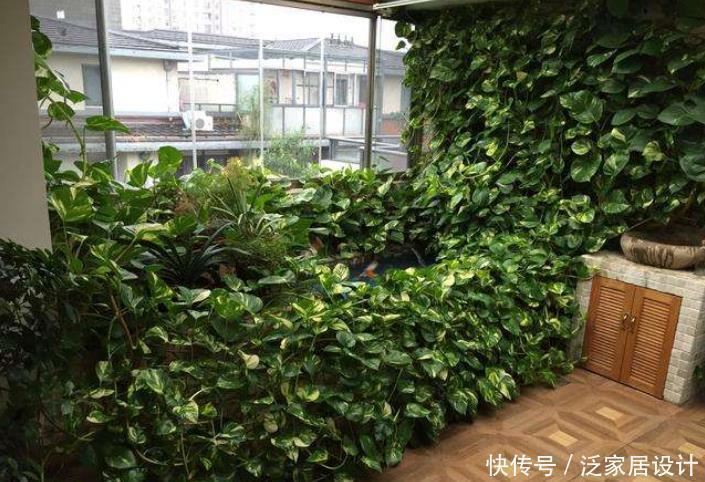 绿萝黄叶不用怕,做好“2补1遮”,快速恢复生机,叶子大又绿!