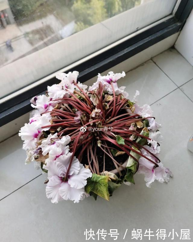 花友来稿|翩翩蝴蝶花还能开180天?看完文章你也可以