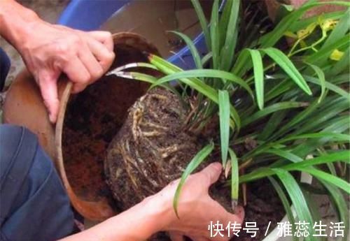 喜欢养花，买一盆烂一盆？问题出在这里，跟着养护专家学起来