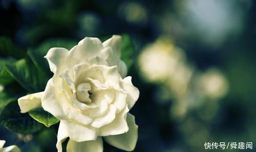 盆栽花草中的6个“醋罐子”,多浇酸水,叶子才能绿得冒油!