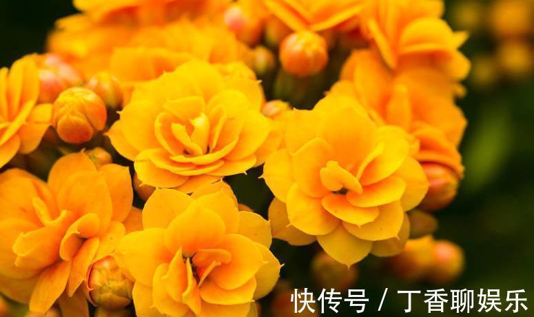 爆盆|长寿花这样养,轻轻松松爆盆,一年四季赏花不断