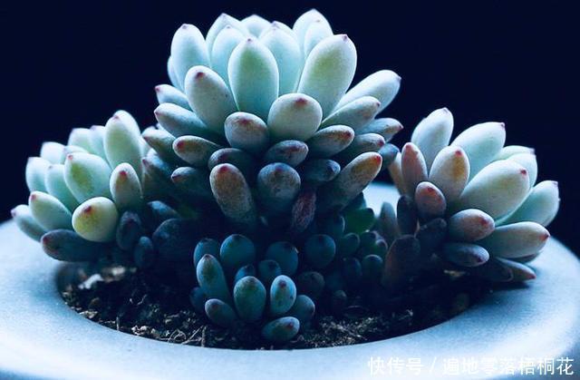意境|10款意境深远的蓝色系多肉!养成老桩美呆了!越养越爱!