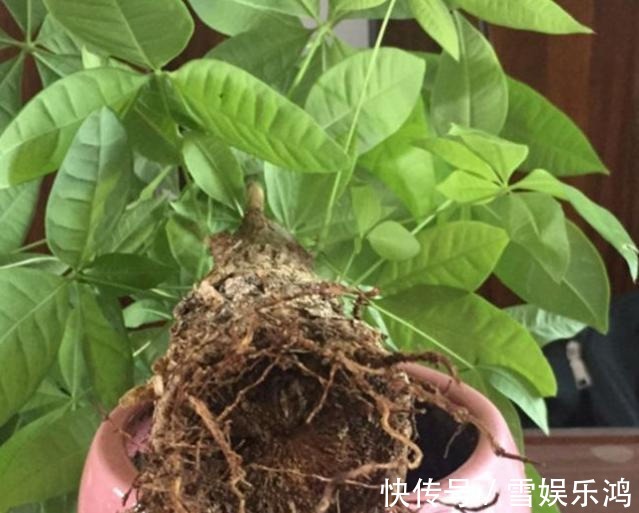 4种“吉利花”,被水浇死了不要扔,简单处理又能长满盆