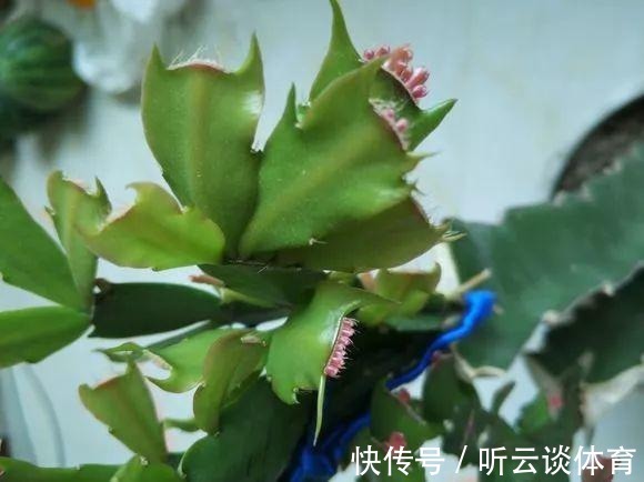 花芽|蟹爪兰长出这种叶子,立马掰掉它,嗖嗖冒花苞!