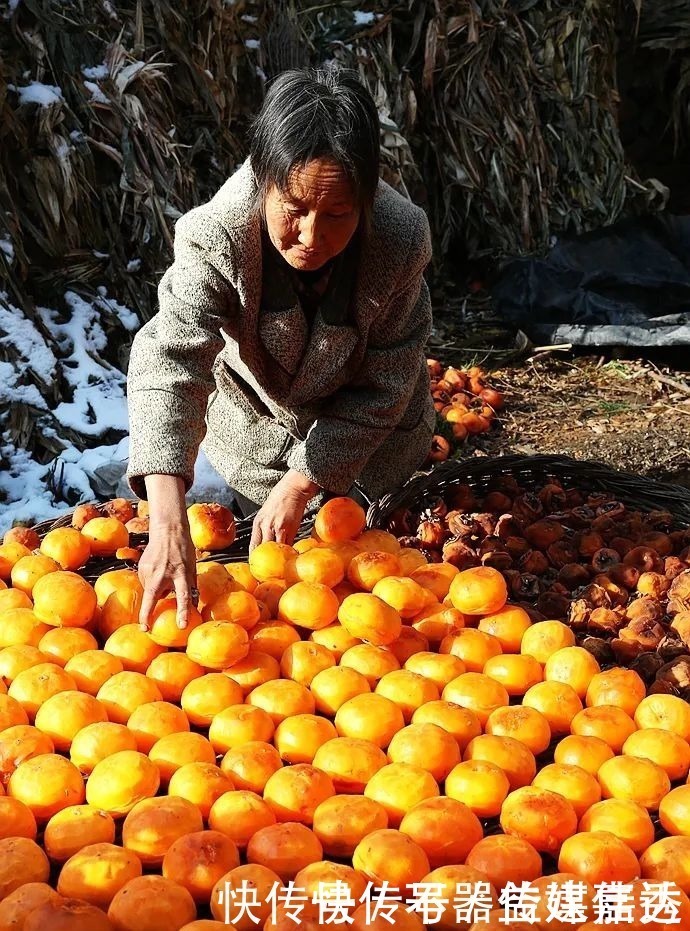 柿饼|一方水土：这条沟的柿子一直不摘，雪打红柿特别美