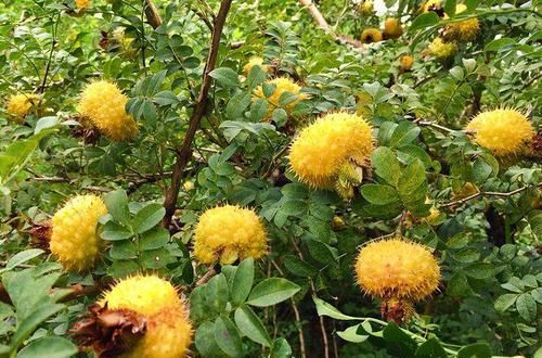 农村罕见的三种野果，小时候天天吃，你吃过几种？