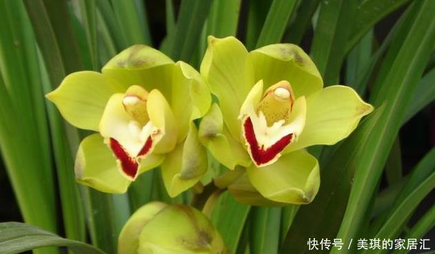 花蕾|兰花的小排铃、大排铃和转茎分别是什么?大的花蕾就是大排铃吗?