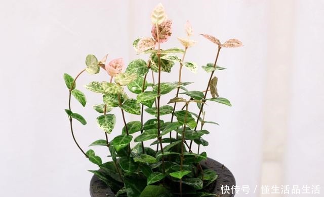 家里卫生间，就养6种花，吸潮气除异味，厕所变成“绿植园”！