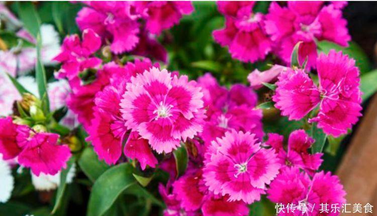 颜值超高|4种花养家里，颜值超高的，花叶俱美超美的