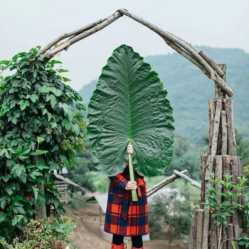 花盆里加点这个，10年不用换盆，花儿越开越旺