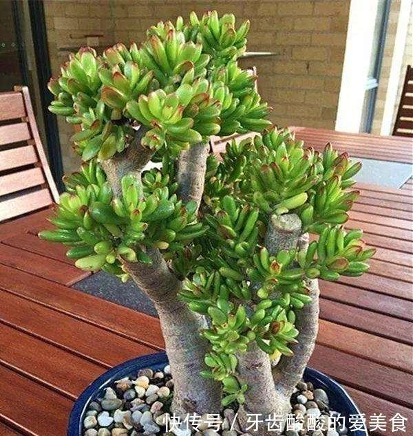 10大健康花,建议养一盆,不但能吸废气制氧气,还好养贵气