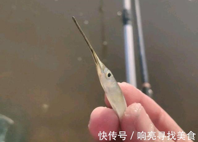 河流|在当地的河流里钓到很多疑似小剑鱼,一钓一大盆钓友疑问能吃吗!