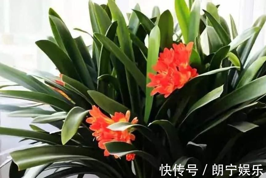 植物|君子兰迟迟不开花别着急,几招催花方法,让君子兰砰砰开花