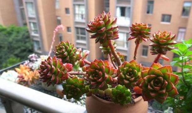 枝干|多肉枝干徒长学会剪一剪,母株变美、枝干扦插成新生幼苗