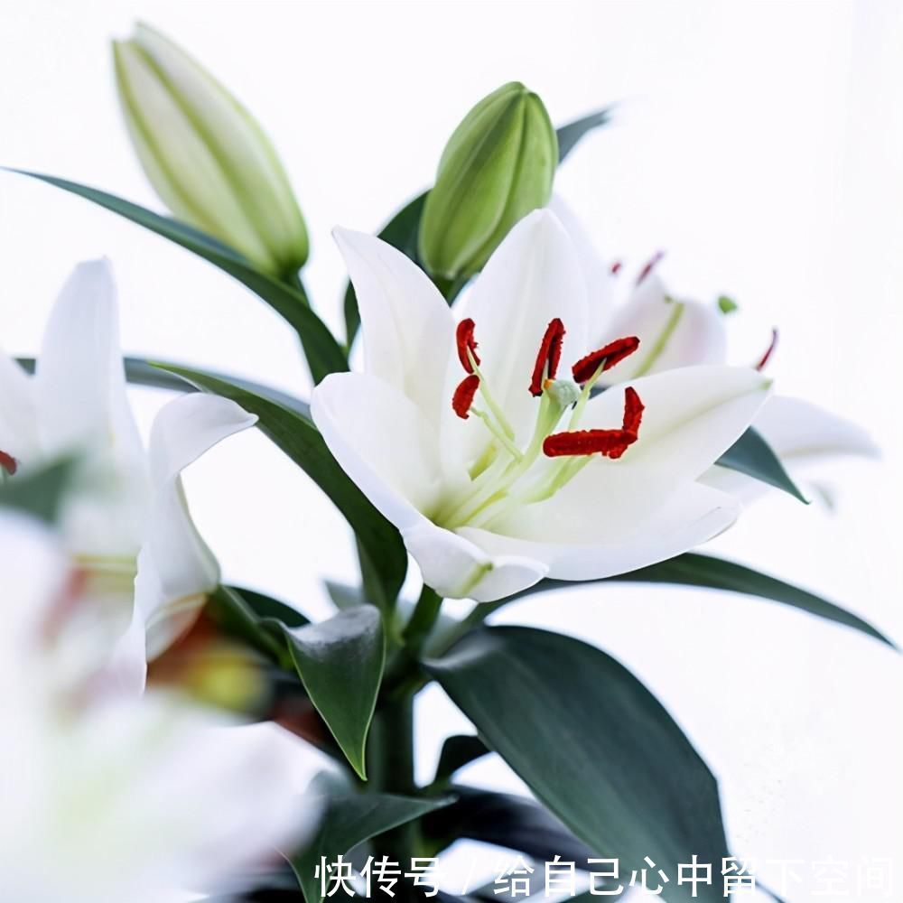 养花|这3种花对环境不挑剔，给土给水就能活，很适合新手养