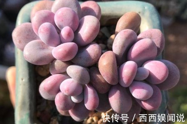 多肉桃蛋度夏难，只因你没了解这四点，学会了保证白里透粉