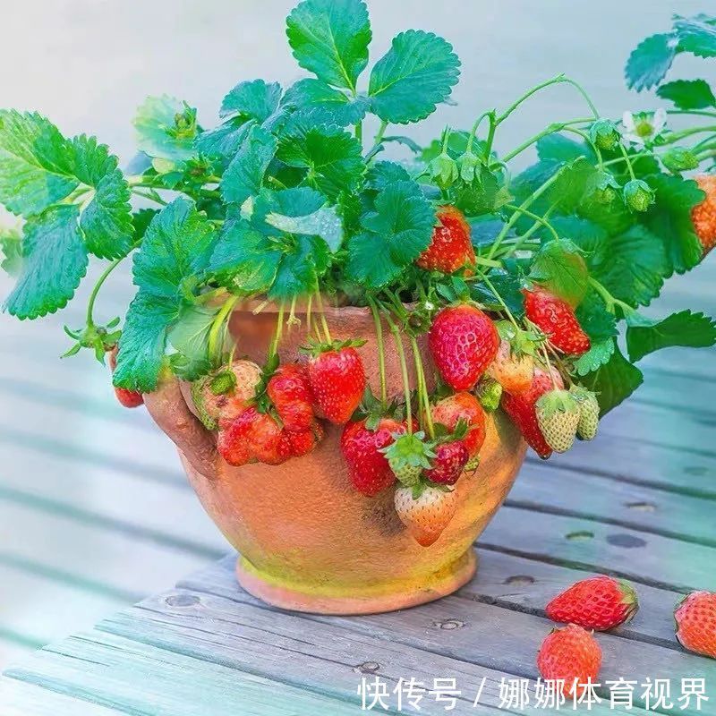 五种水果小盆栽,在家也能种,好看又美味,果实甜如蜜!