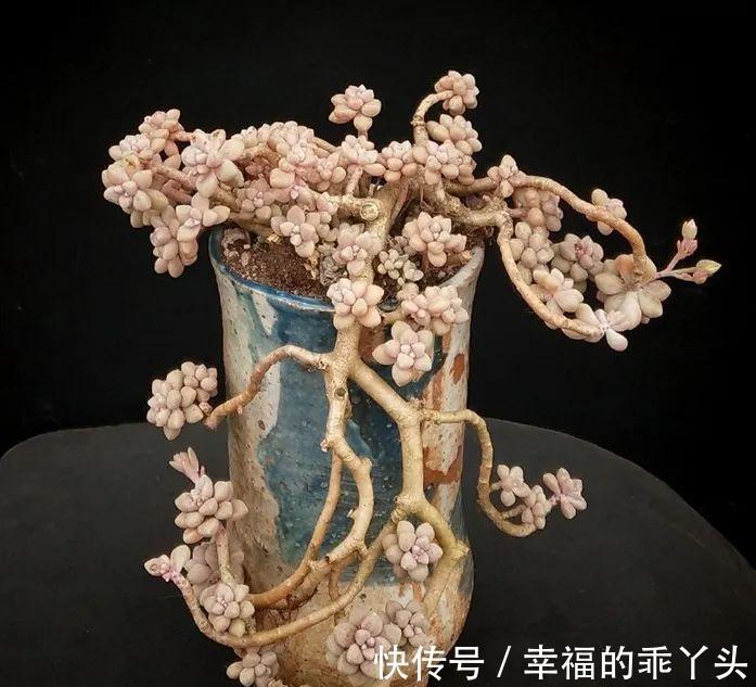 4种新手也能养成老桩的多肉,个头虽小造型绝美,第4种老桩最出彩