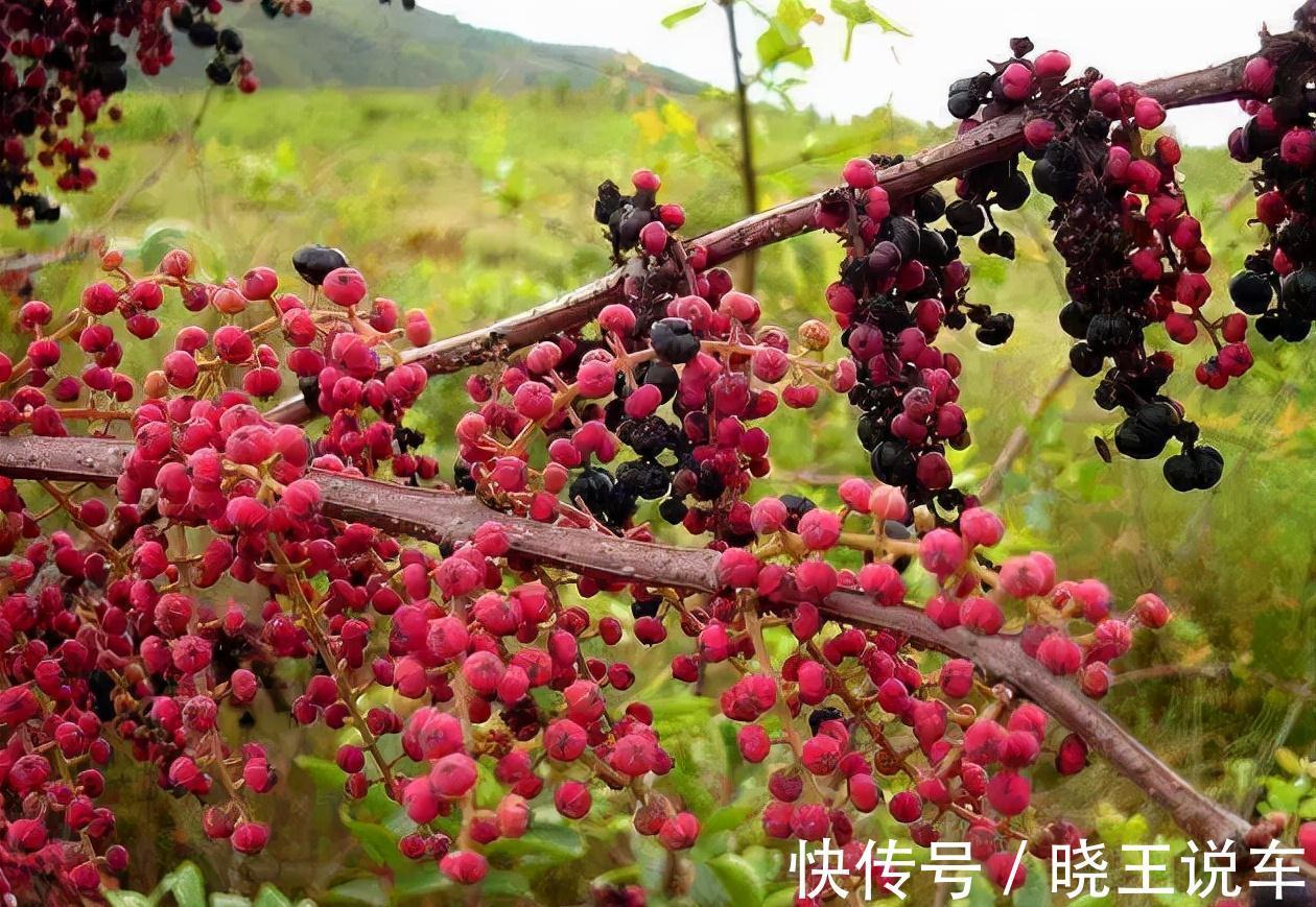 呼吸衰竭|7种野果虽诱人却有毒，千万不能乱吃，需牢记