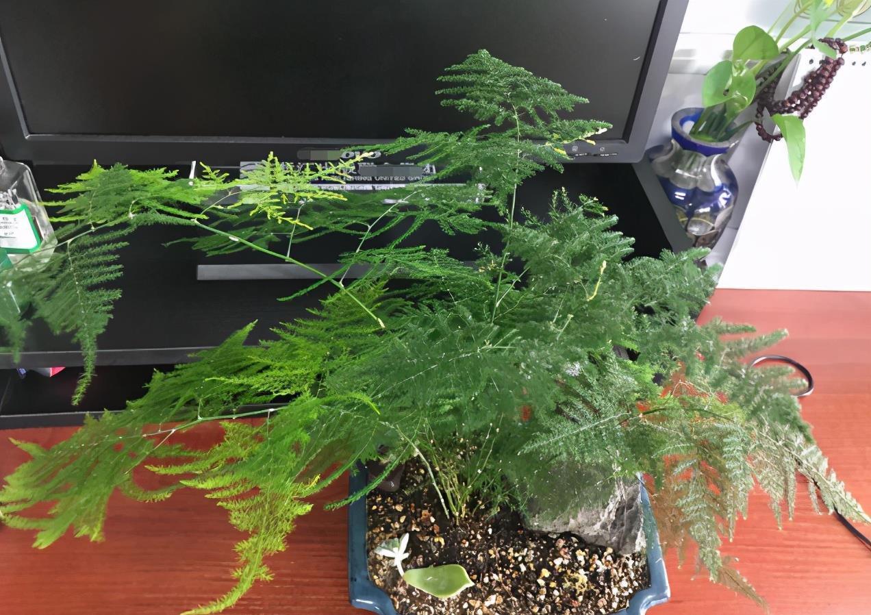 花友们|养文竹,不注意此3点,叶片枯黄,植株没精神、长势见阻