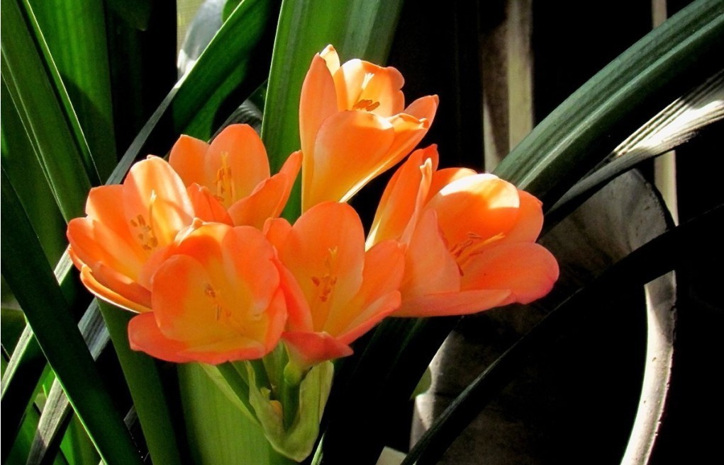 君子兰|越穷越要养的“3大镇宅花”,既养人又运财,图4养好值不少钱