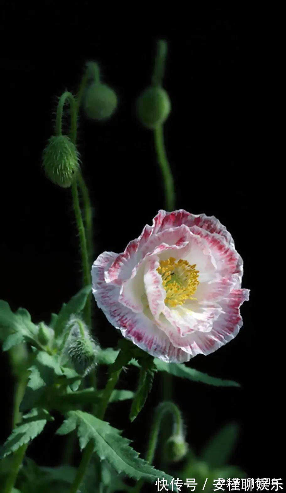 硫化氢|“舞草”虞美人,当微风拂过阳台,它如同飞舞的彩蝶栩栩如生!