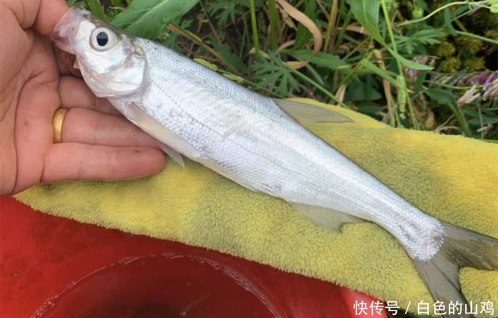 地形|夏季钓翘嘴,钓位的选择技巧,翘嘴的大小不同,喜欢的地形有差异
