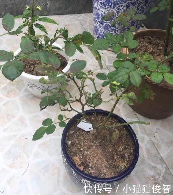 5种花盆养花,怪不得都死了,全是样子货